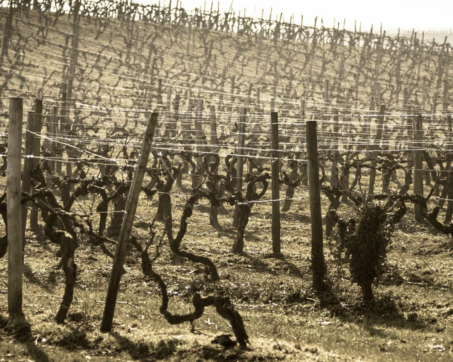 Piquets pour la vigne
