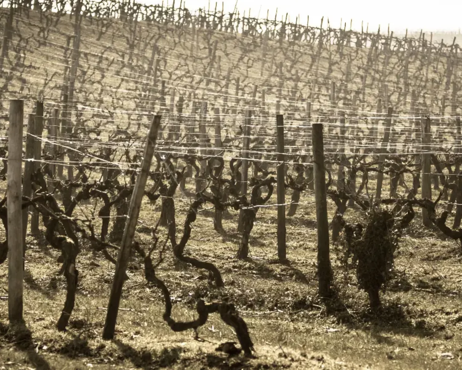Piquets pour la vigne