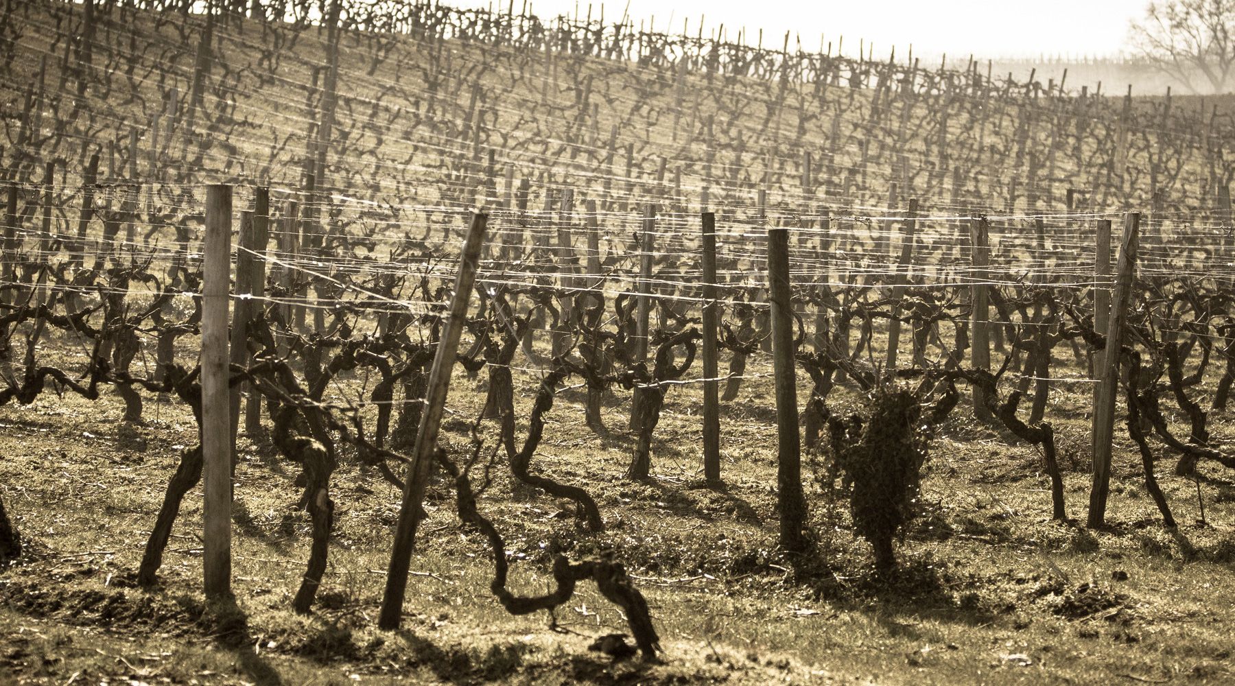 Vineyard stakes