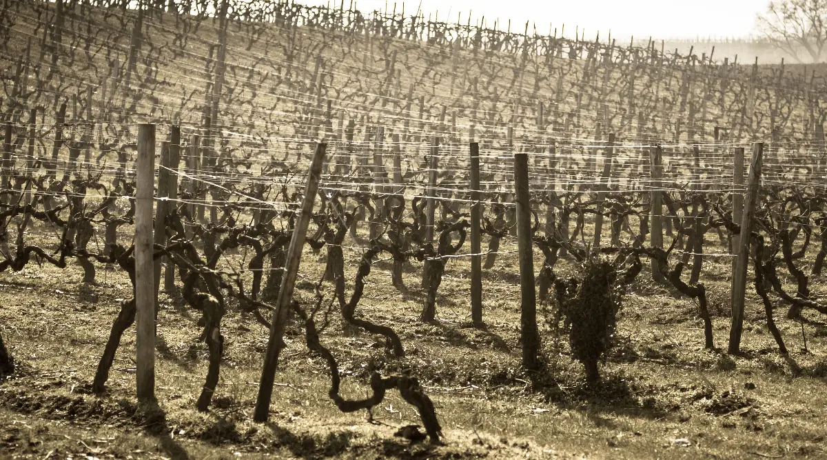 Piquets pour la vigne