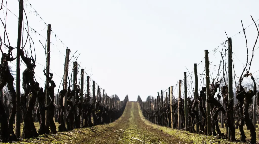 Piquets pour la vigne