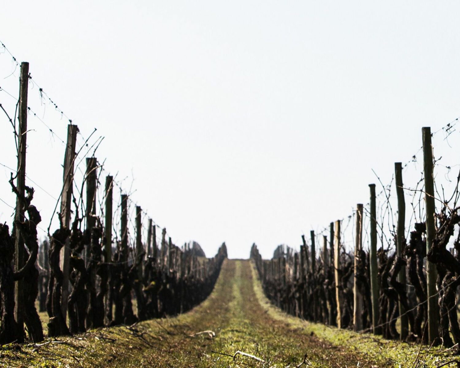 Piquets pour la vigne