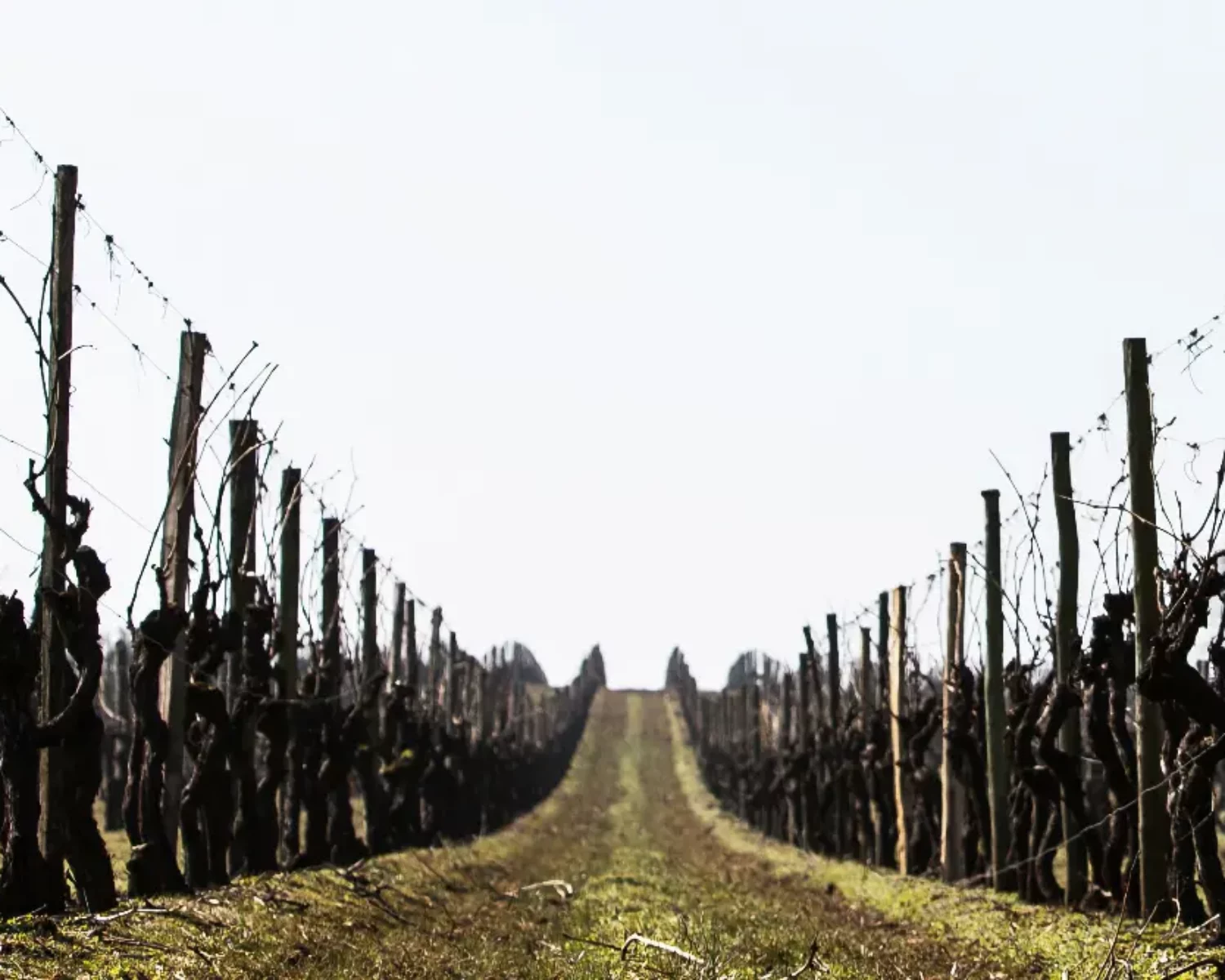 Piquets pour la vigne