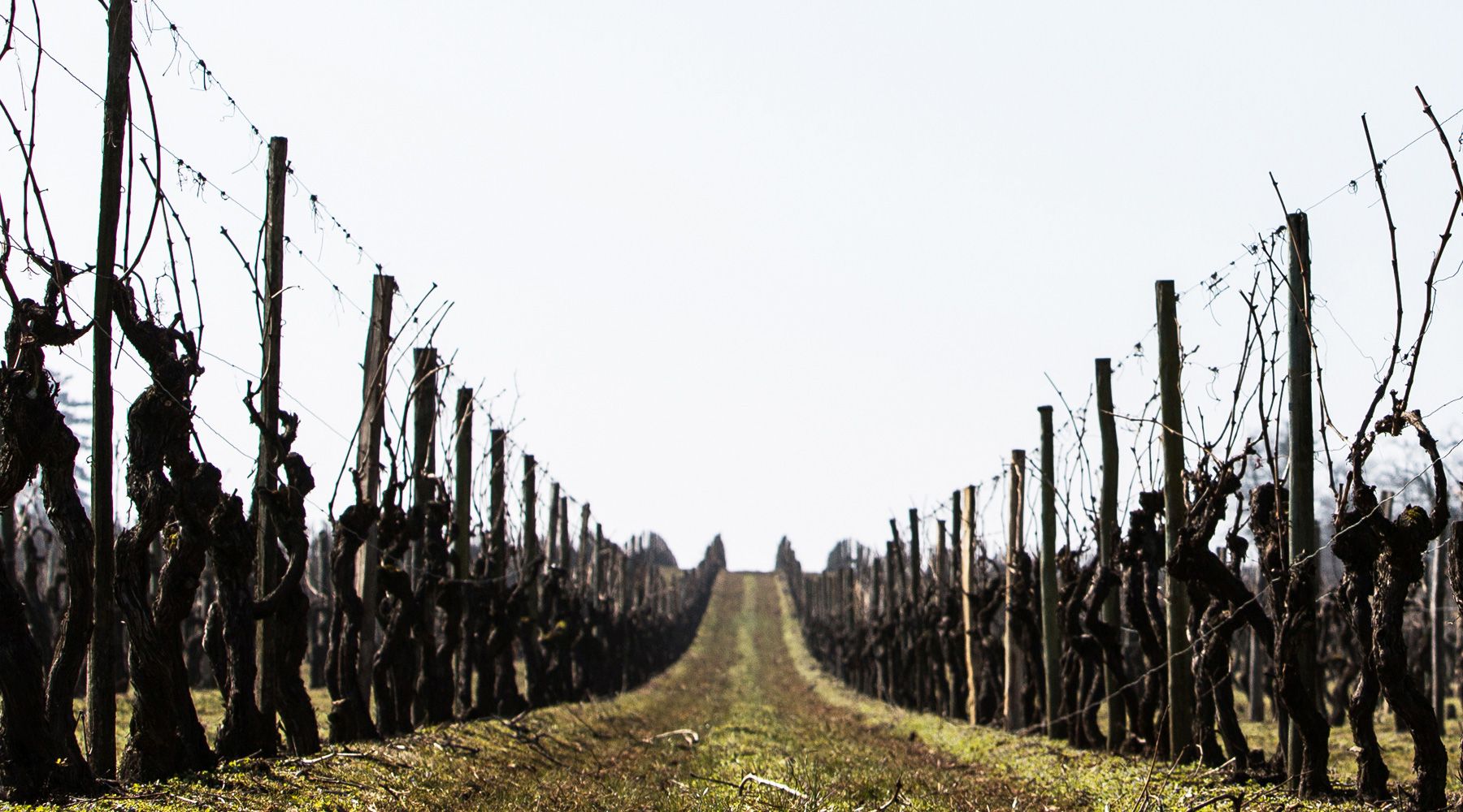 Vineyard stakes
