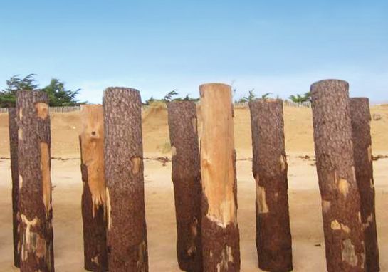 Pieux de dune