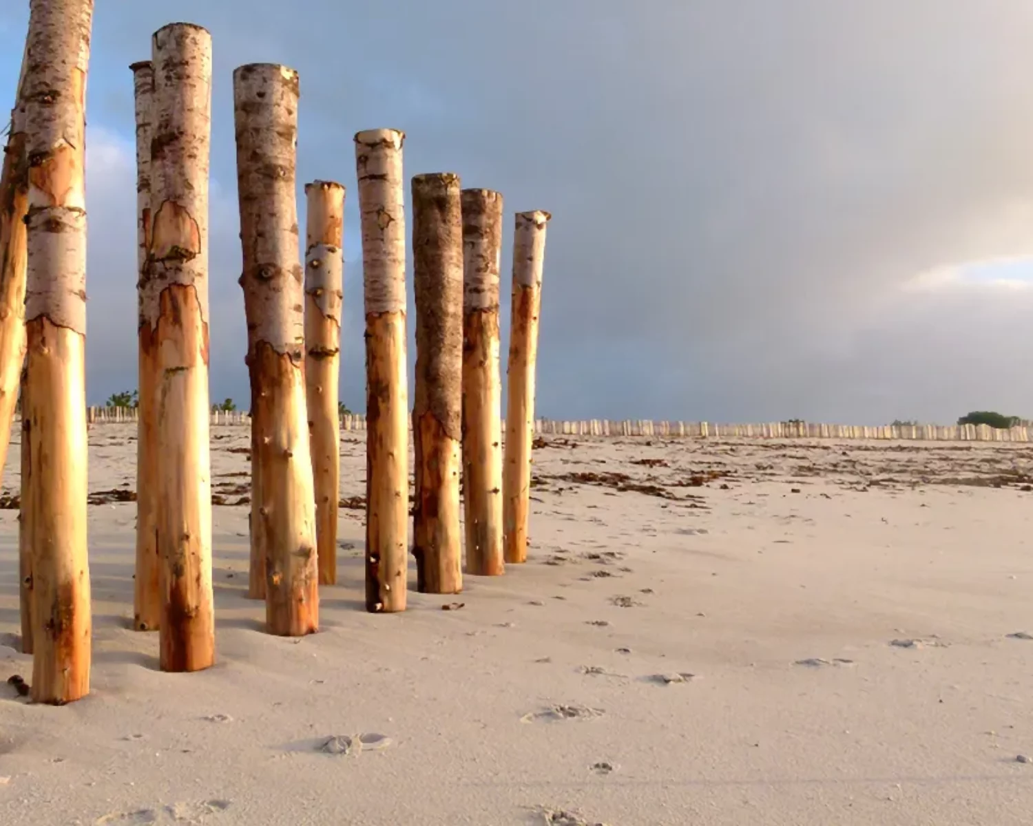 Pieux de dune en chataignier