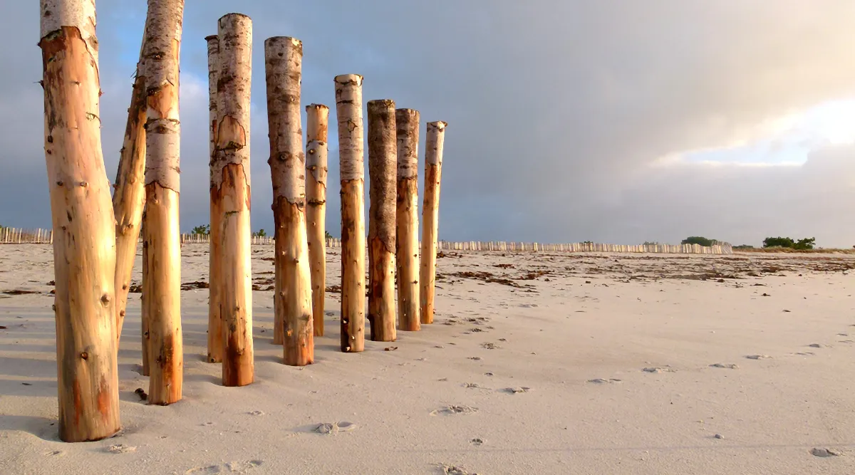 Pieux de dune en chataignier