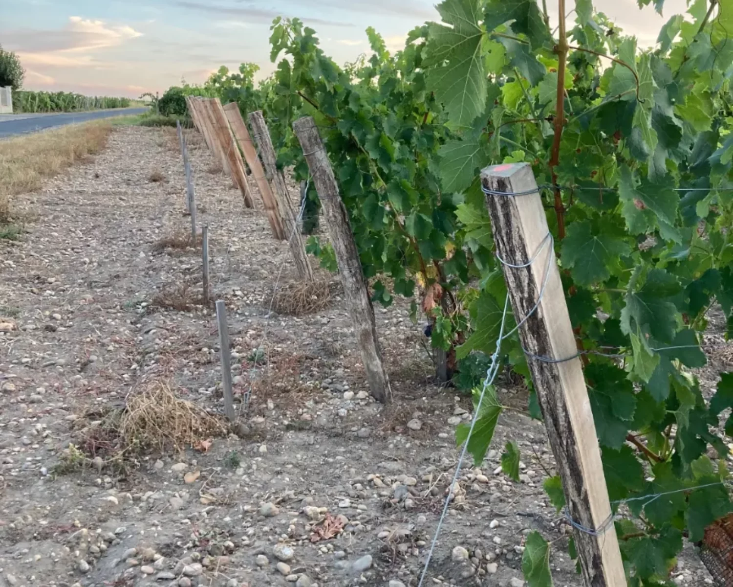 Vineyard stakes