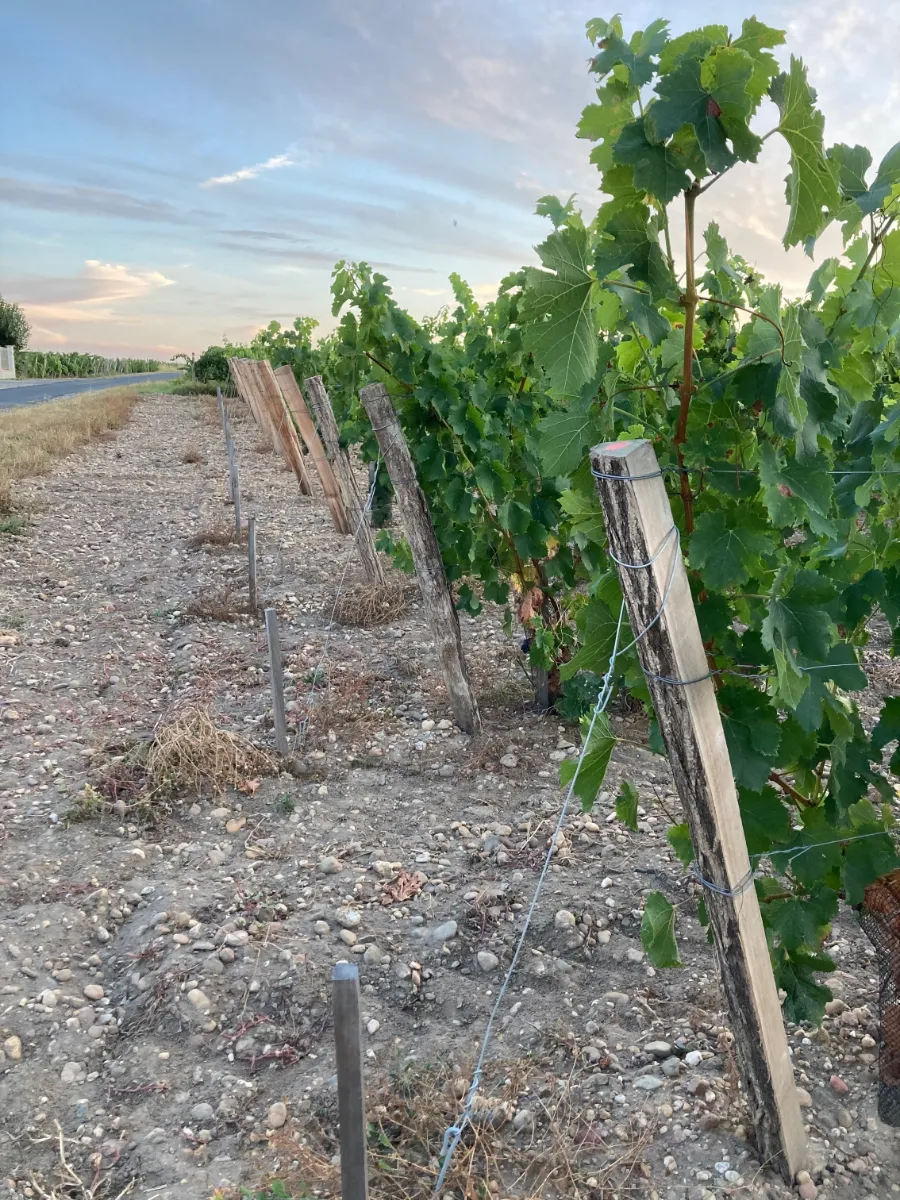 Piquets pour la vigne
