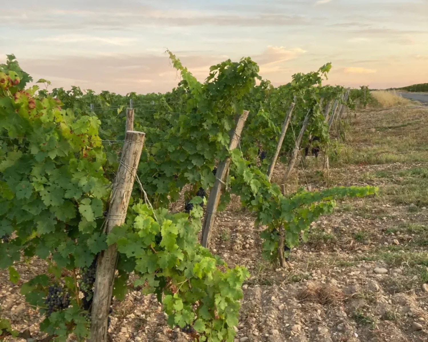 Vineyard stakes