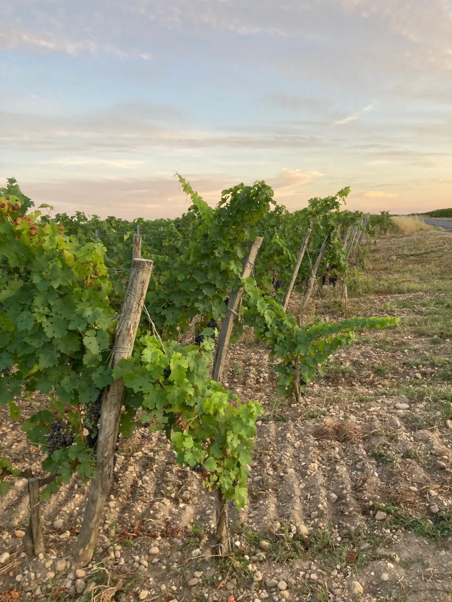 Vineyard stakes