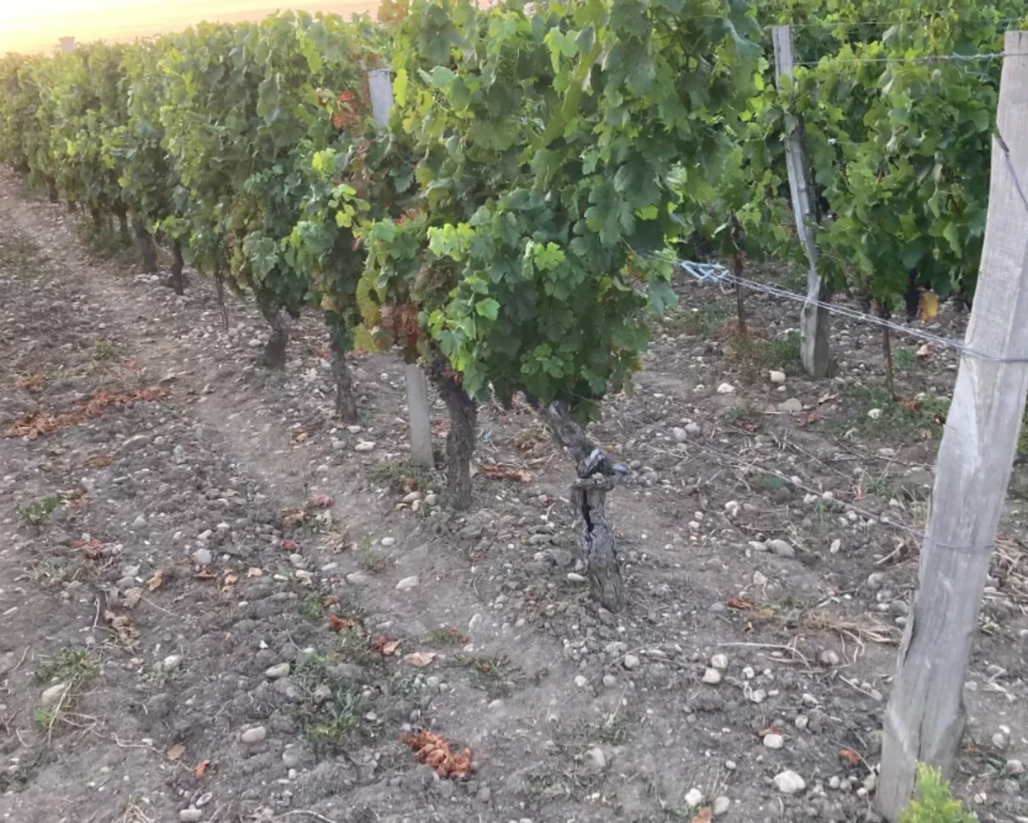 Vineyard stakes