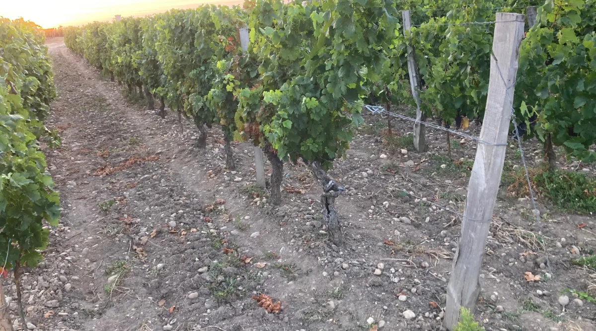 Vineyard stakes