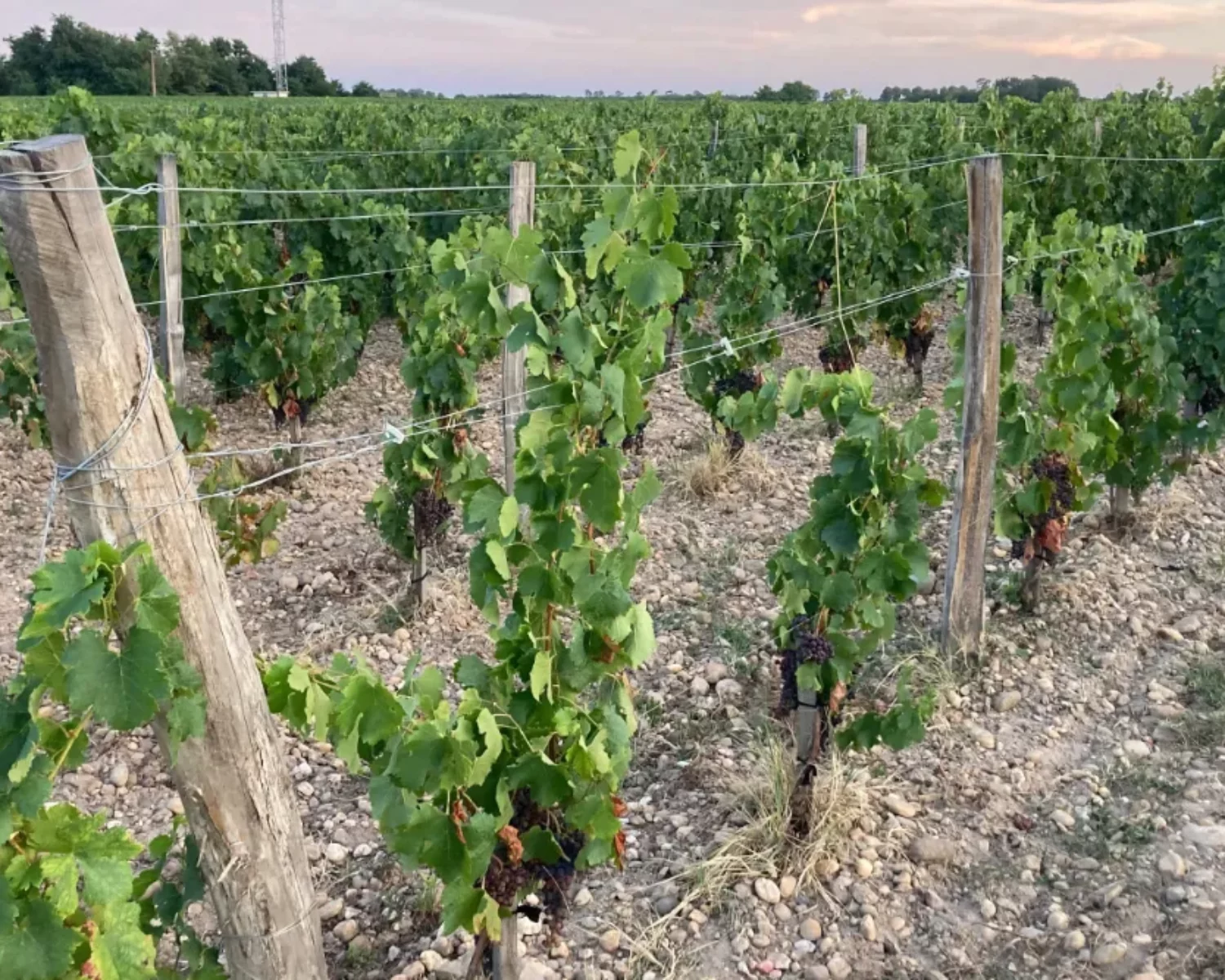 Vineyard stakes