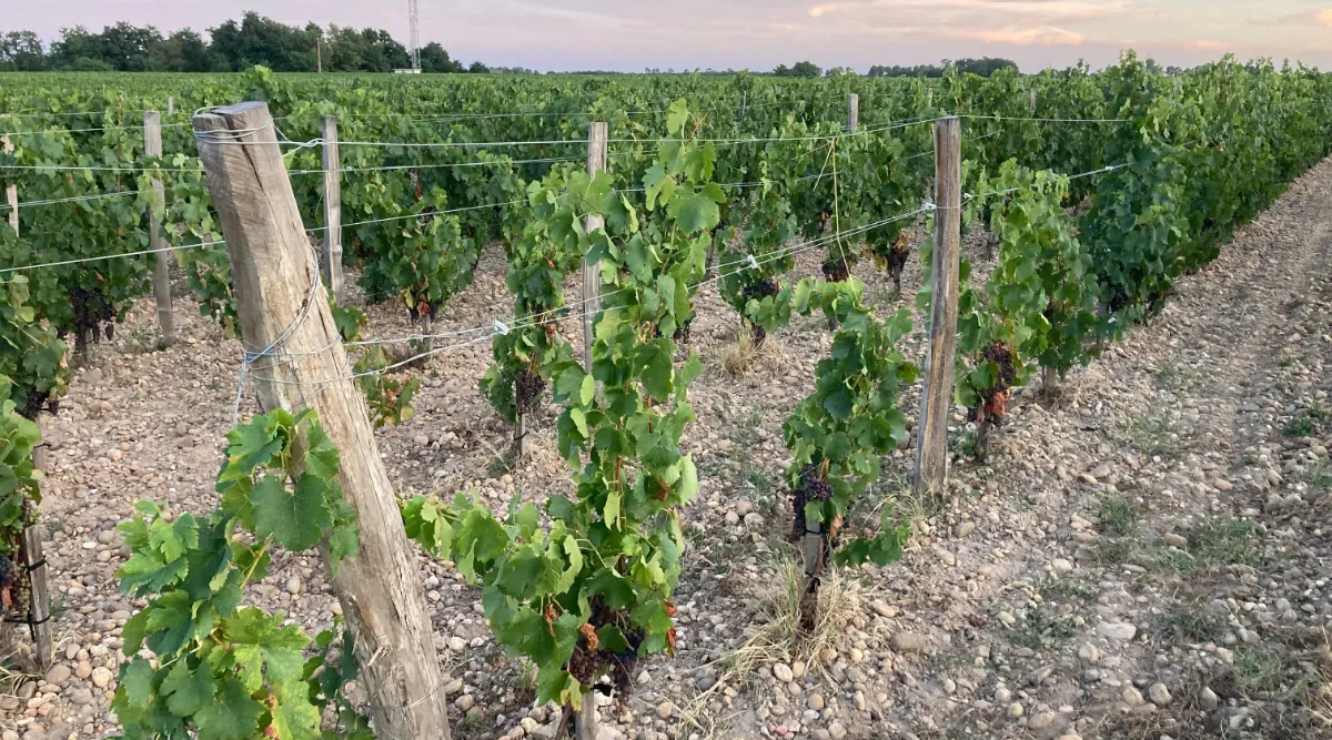 Vineyard stakes