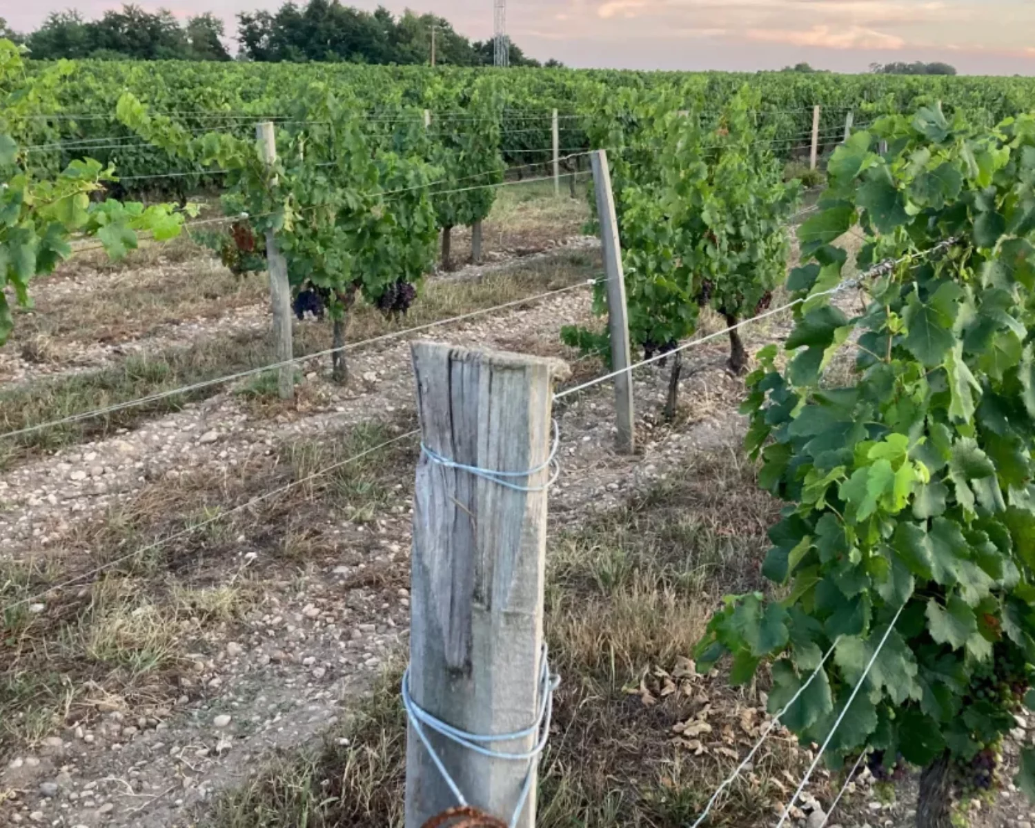 Vineyard stakes