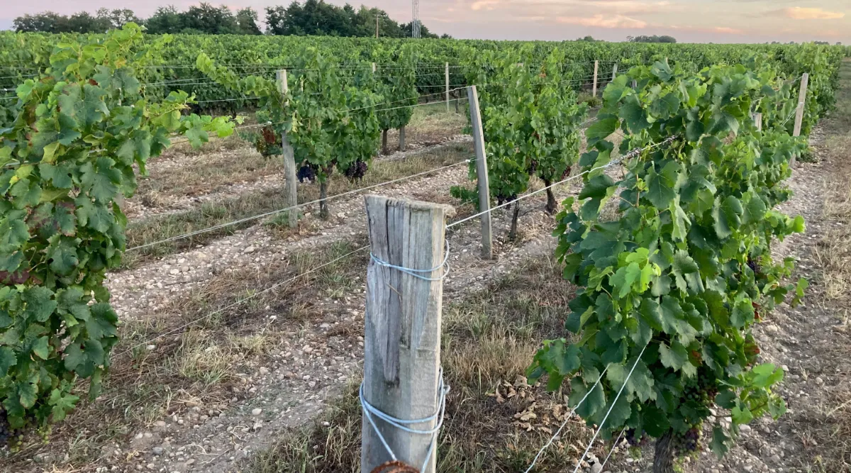 Vineyard stakes