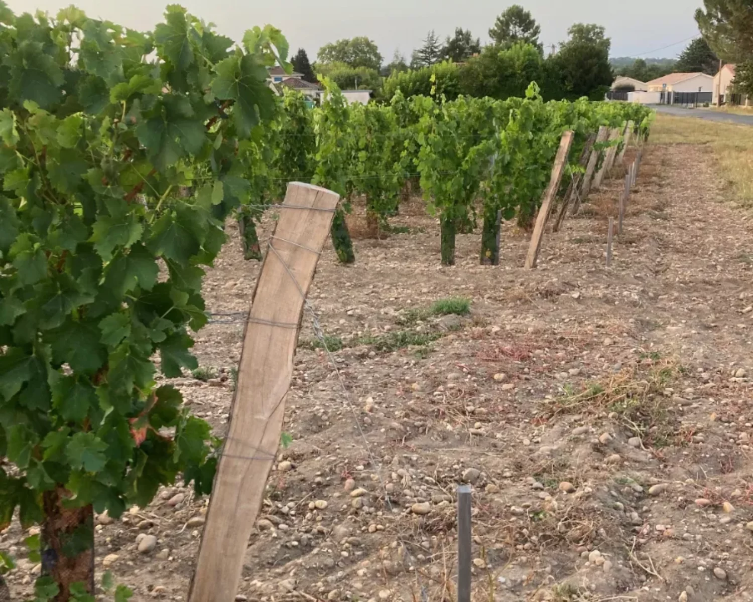 Vineyard stakes