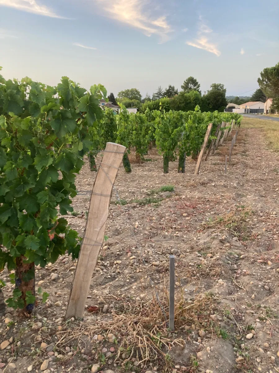Vineyard stakes