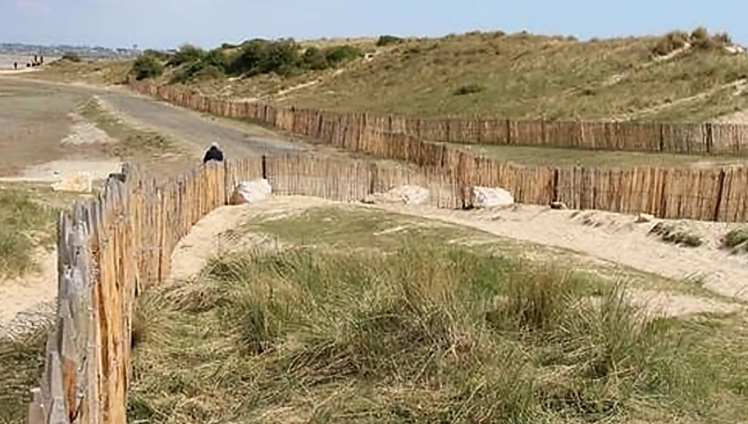 Ganivelle utilisée en cordon dunaire