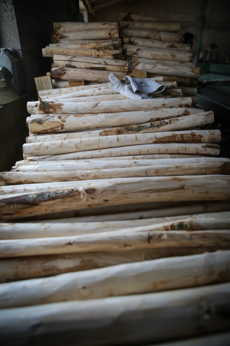 Chataignier écorcé