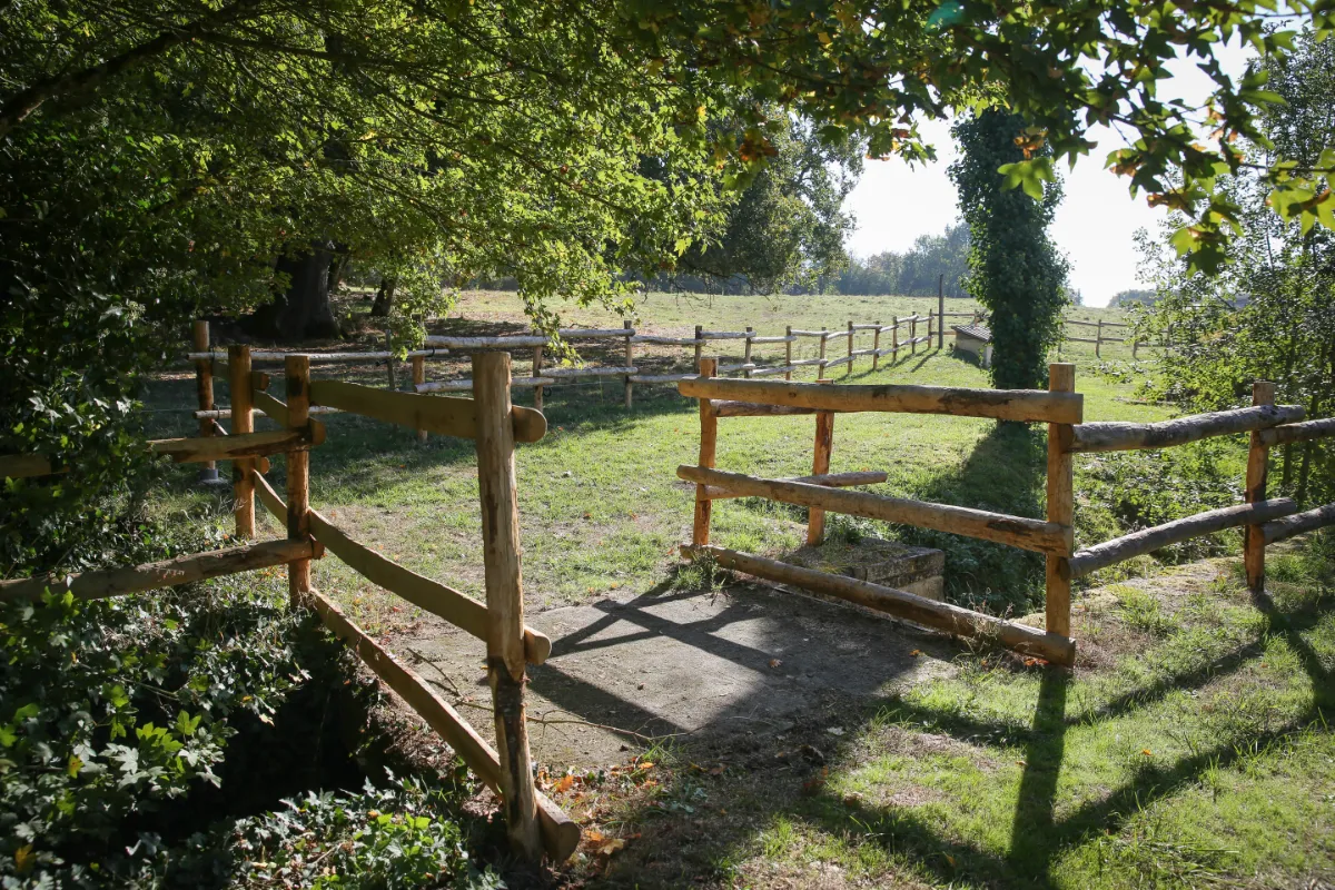 Piquets en bois pour l'agriculture