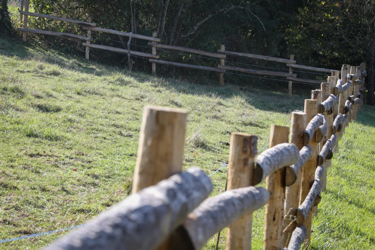 Piquets en bois pour clôture d'élevage
