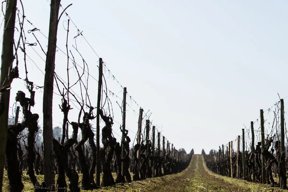 Piquets en bois pour viticulture et palissage